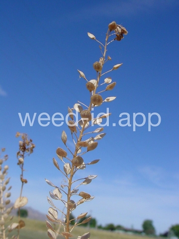 pepperweed, clasping